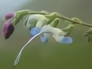 阿媒：秘鲁高地中一种蓝白色小花，被命名为“梅西鼠尾草”